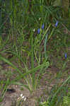 Prairie pleatleaf